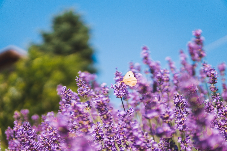 Flower flowering plant lavender english