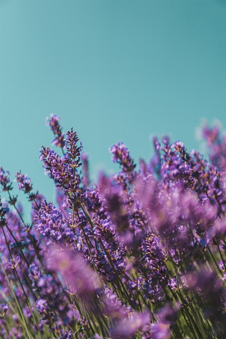 Fleur lavande violet anglaise
