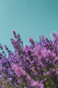 Flower lavender purple violet Photo