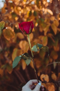 Flower leaf plant petal Photo