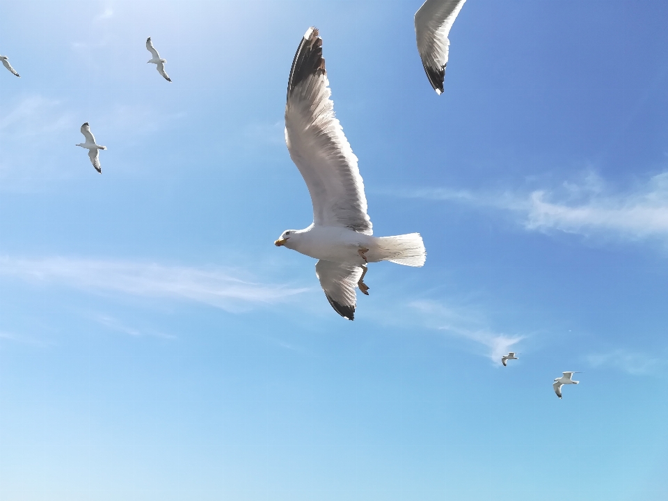 Sky seagulls travels freedom