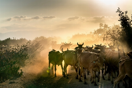 Sky herd nature morning Photo