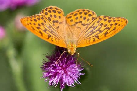 Foto Mariposa flor polillas y mariposas
 subgénero cynthia
