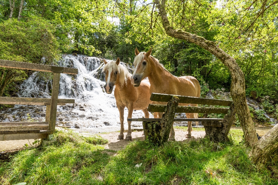 Cavalos cachoeira cavalo natureza