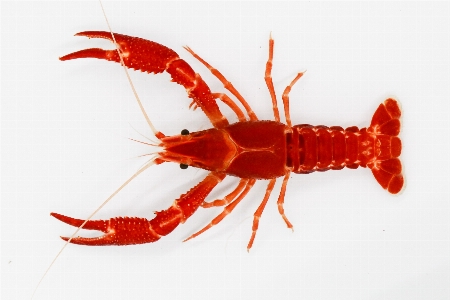 Shrimp american lobster invertebrate crayfish Photo