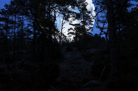 Forest sky tree nature Photo