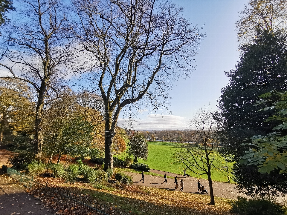 Trees park tree natural landscape