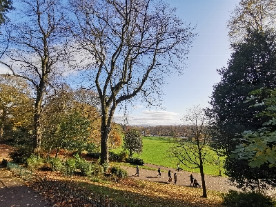 Trees park tree natural landscape Photo