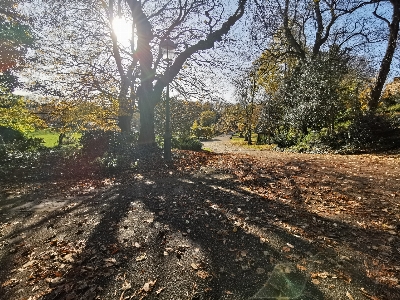 Sunlight tree natural landscape nature Photo