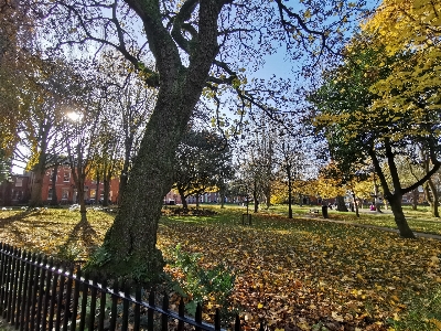 Güzel park ağaç yaprak Fotoğraf