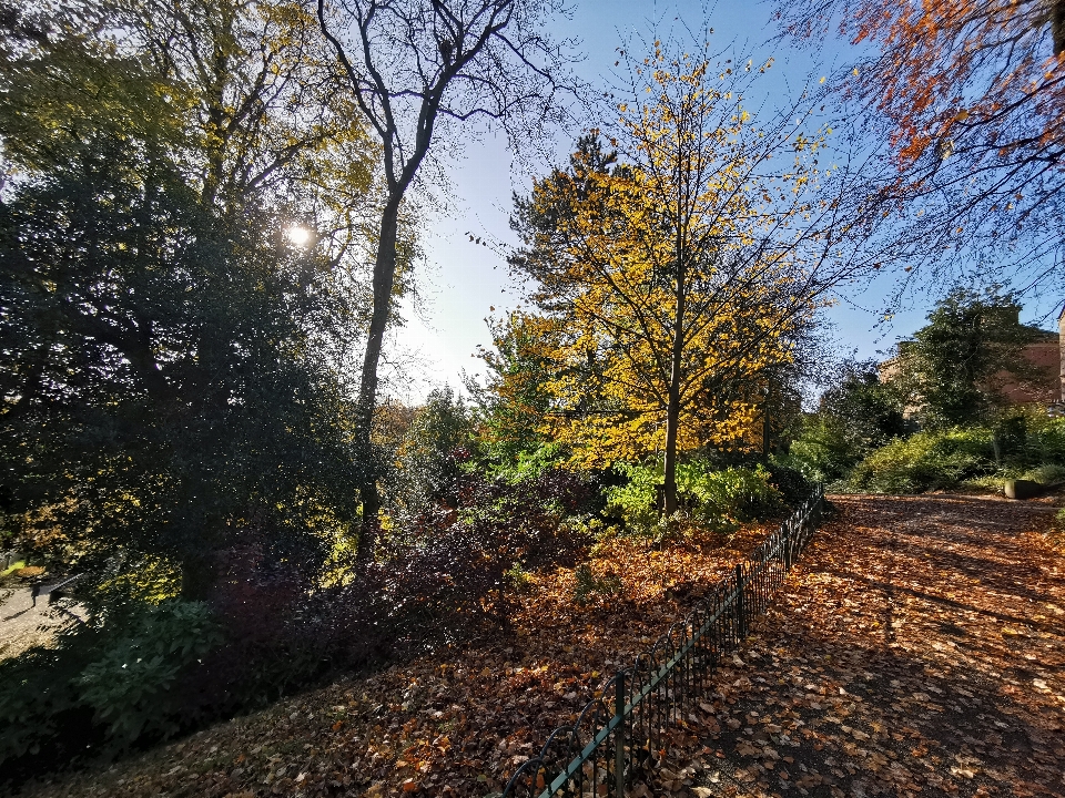 Trees park tree natural landscape