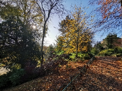 Trees park tree natural landscape Photo