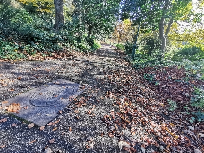 Leaves park leaf natural landscape Photo