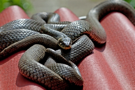 Snake animal reptile serpent Photo