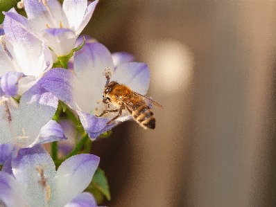 Honeybee bellflower flowering plant bee Photo