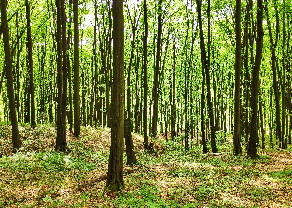 Forest tree woodland natural environment