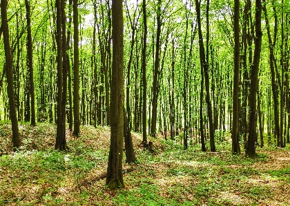 Forest tree woodland natural environment Photo