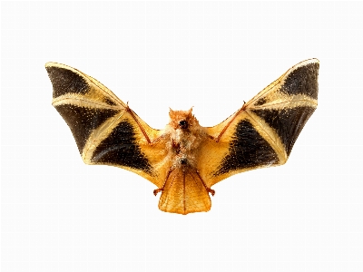 Bat nature animal fly Photo