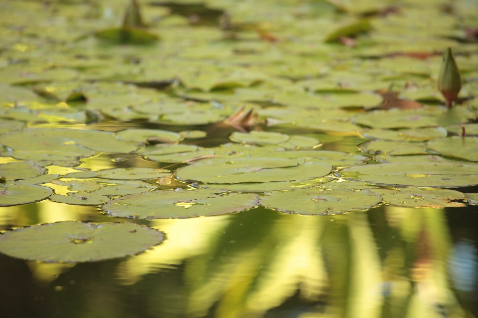 トロピカル 植物 湖 水