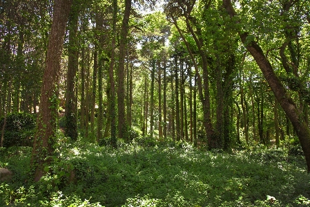 Jungle forest trees plants Photo