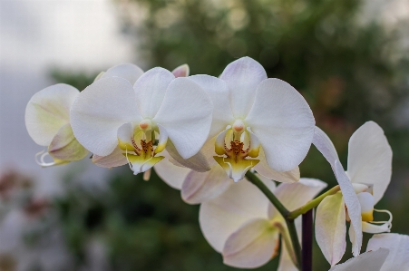 Foto Falaenopsis
 flor planta floreciendo
 blanco