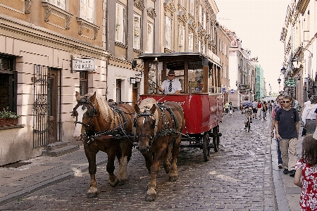 Foto Warsawa
 kuda trem historis