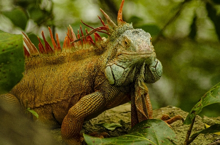 Leguan leguan
 reptil grüner Foto