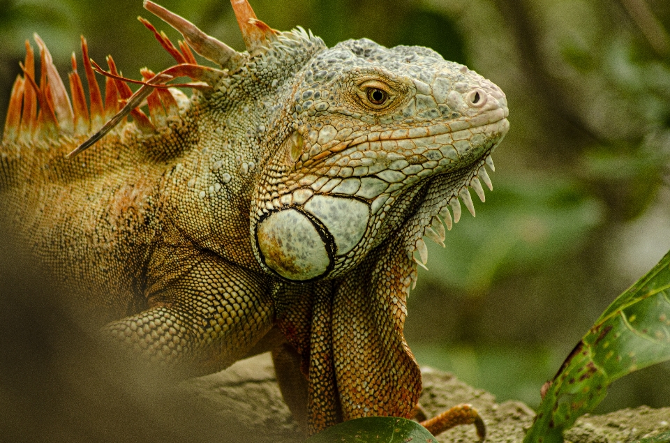 Iguana vertebrate reptile iguania