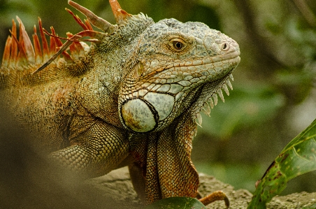 Leguan wirbeltier
 reptil leguan
 Foto