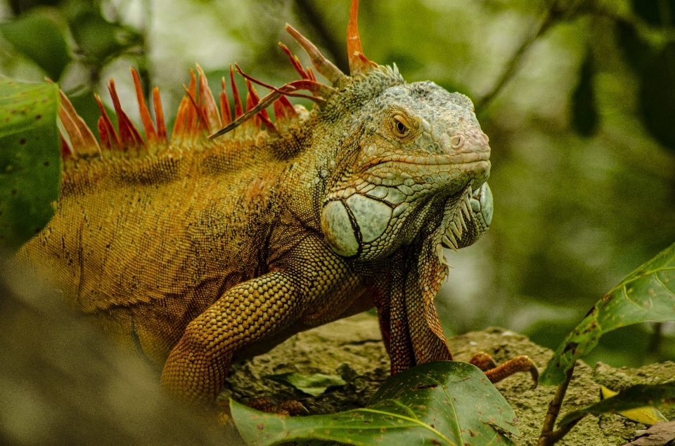 Iguana vertebrato
 rettile iguania
