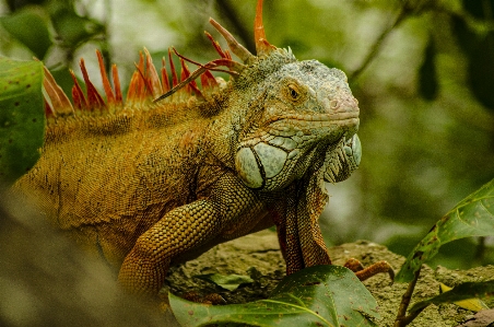 Photo Iguane vertébré
 reptile iguane
