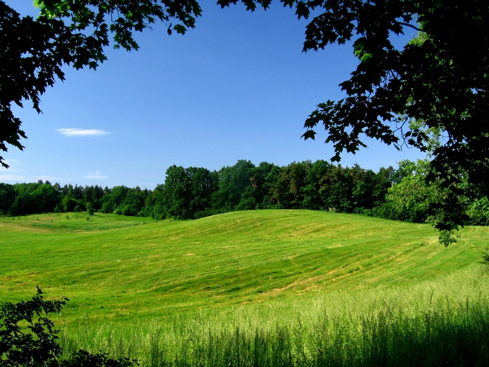 Field natural landscape grassland green