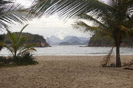 Natural tropics tree palm Photo