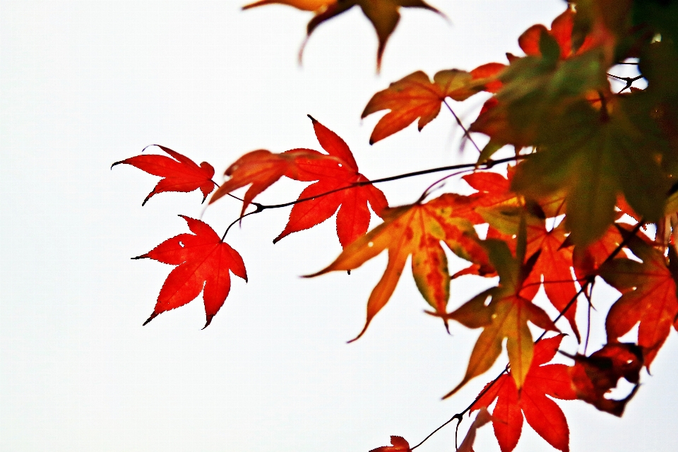 Herbst korea blatt baum