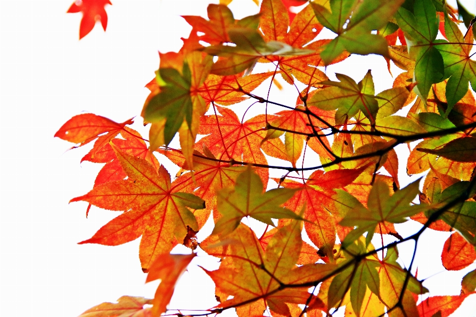 Autunno corea albero pianta fiorita
