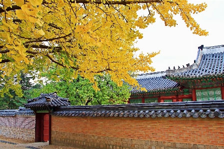 Autumn korea tree leaf Photo