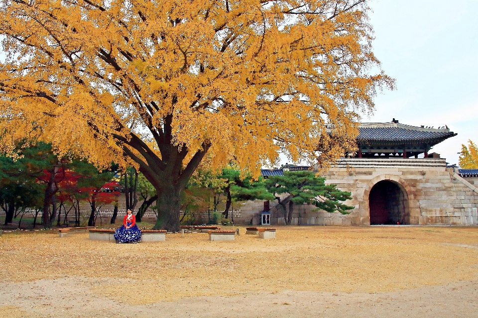 秋 韓国 木 葉