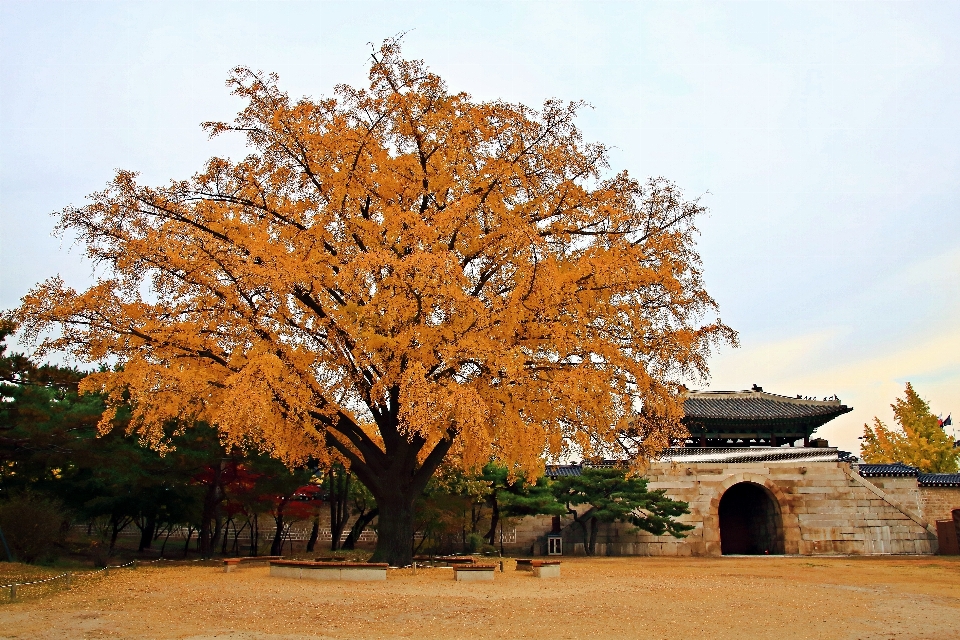 Otoño corea árbol hoja