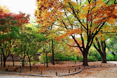 Autumn korea tree leaf Photo