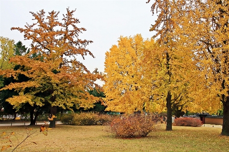 Autumn korea tree leaf Photo