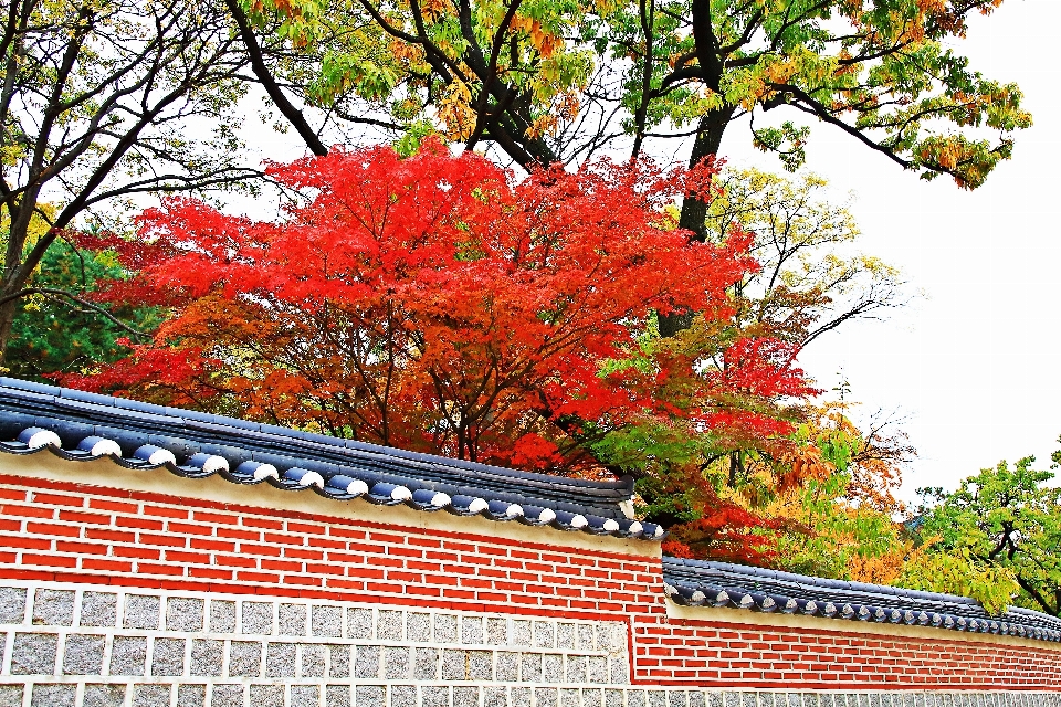 가을 한국 나무 잎