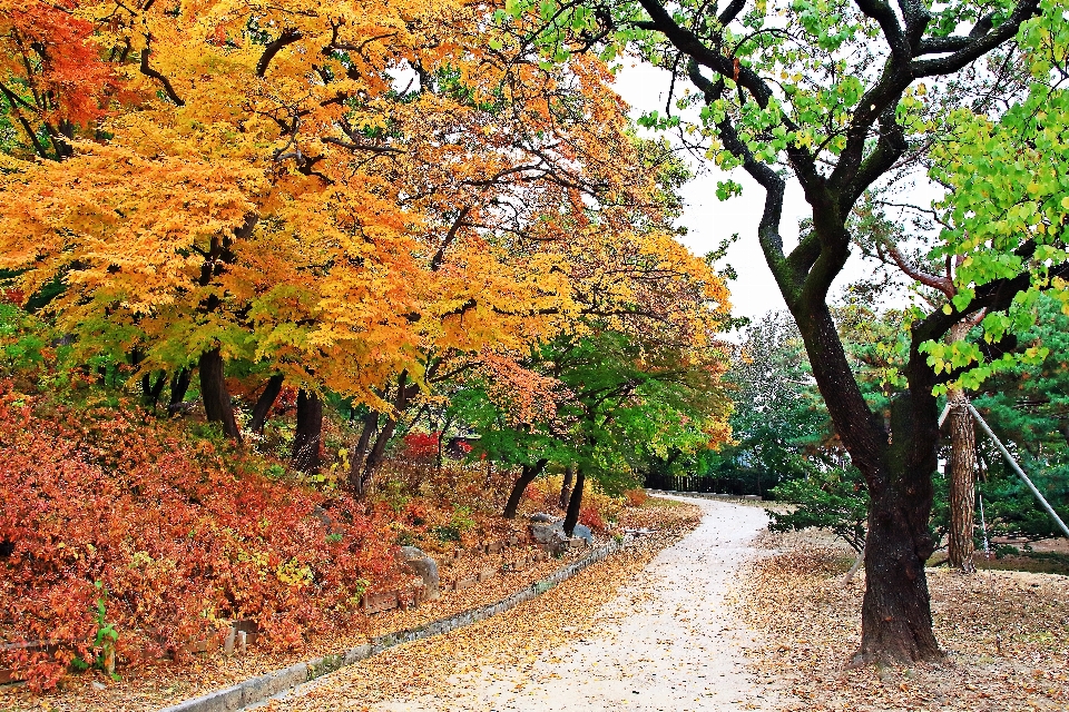 Herbst korea baum blatt