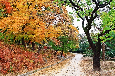 Photo Automne corée arbre feuille