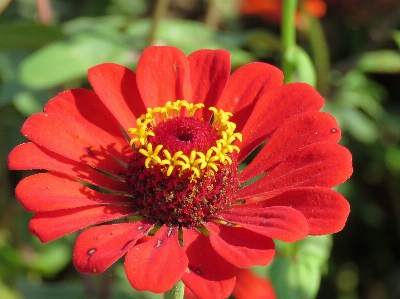 Foto Flor planta com flor
 pétala zínia angustifolia
