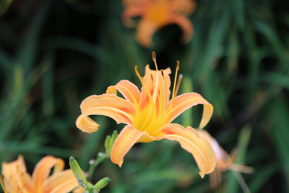 Flower daylily petal lily