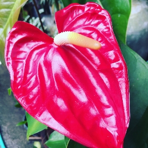 Foto Vermelho flor lindo plantar