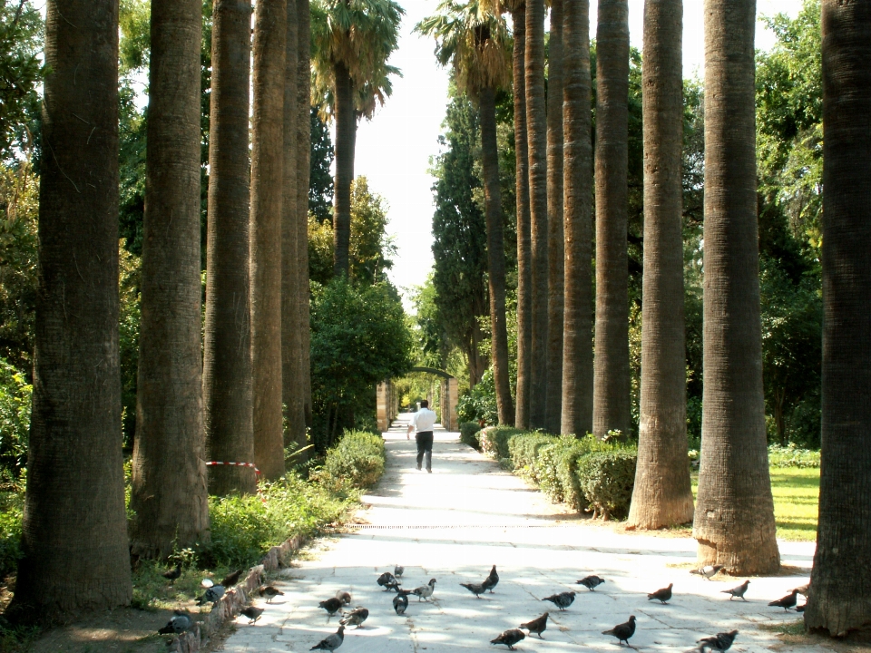 Trees tree vegetation natural environment