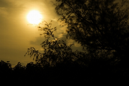 Moon tree black dark Photo