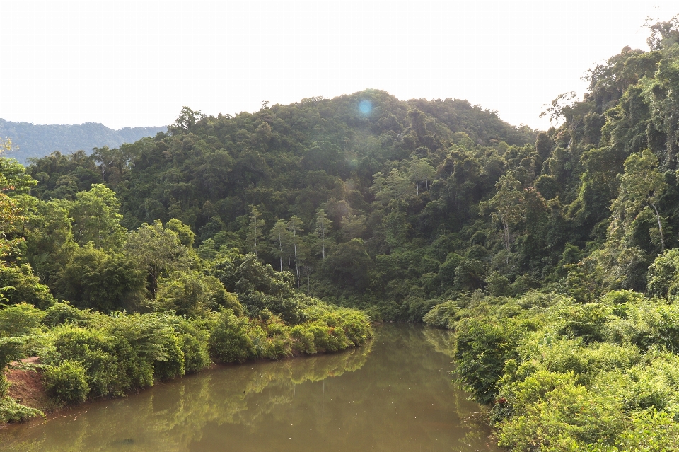 Montagnes rivières
 des arbres vert