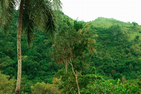 Forest green mountain vegetation Photo